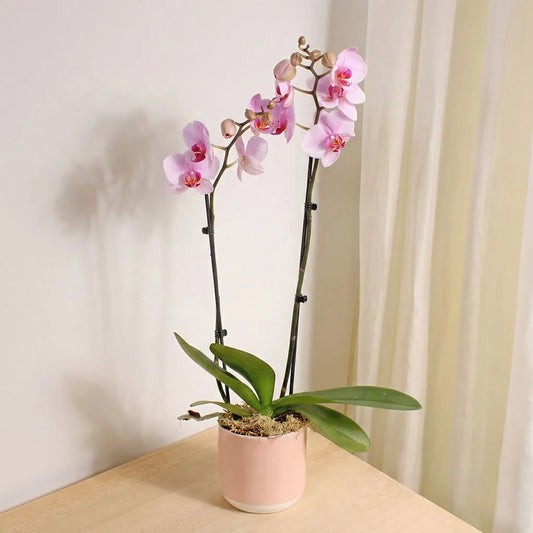 Pink Orchid Planter