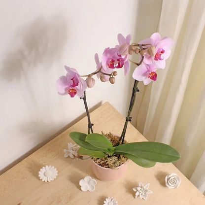 Pink Orchid Planter