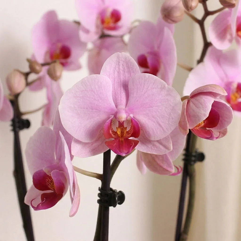 Pink Orchid Planter