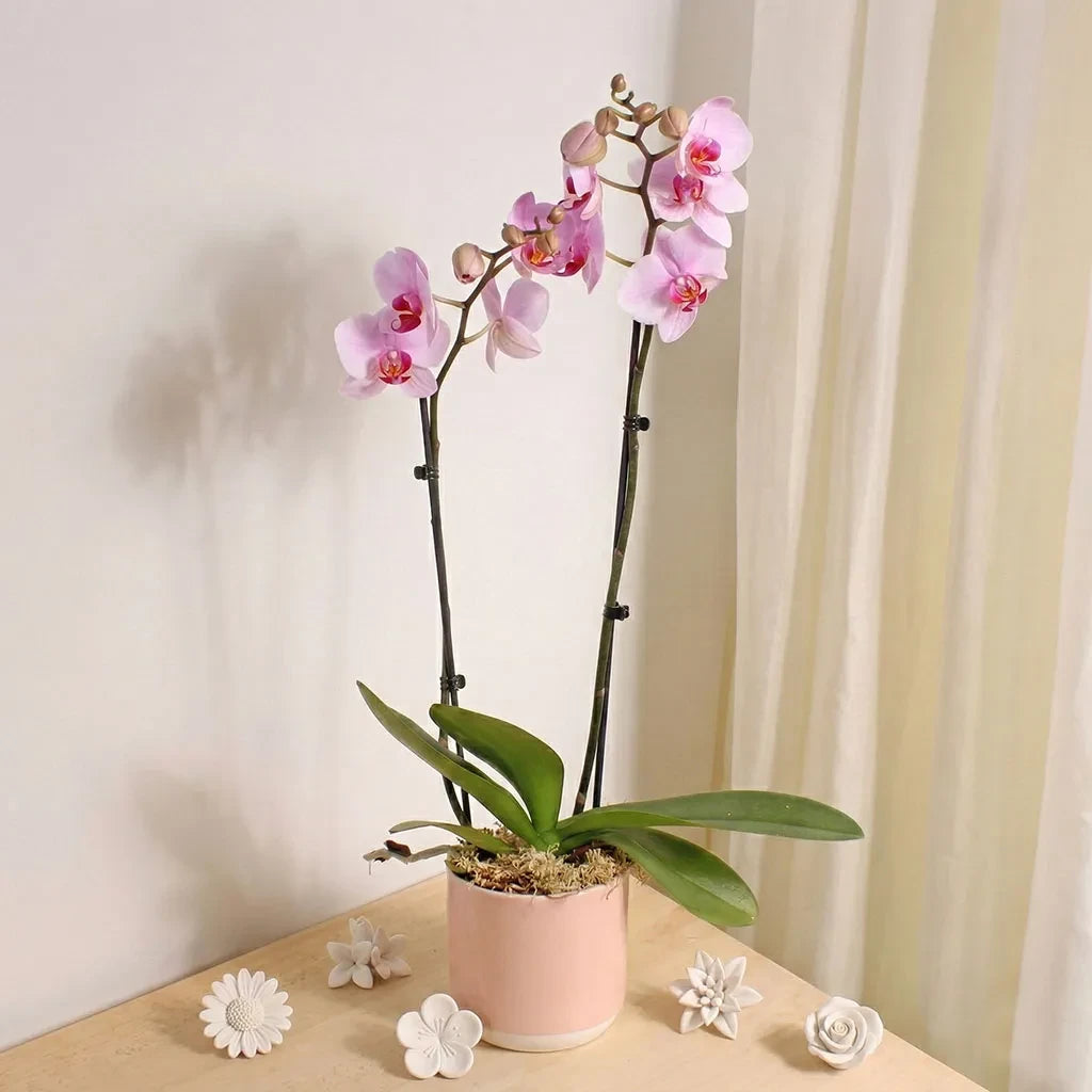 Pink Orchid Planter