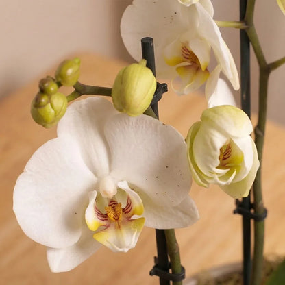 White Orchid Planter