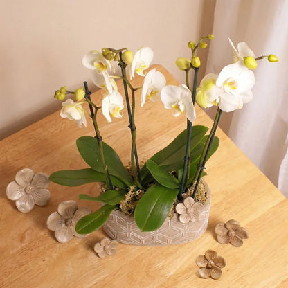 White Orchid Planter