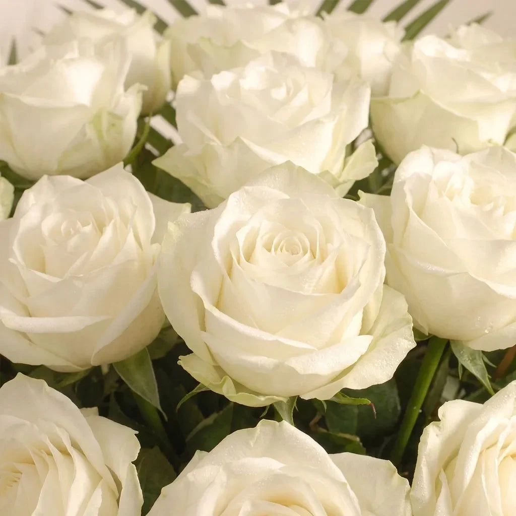 Luxury Two Dozen White Roses