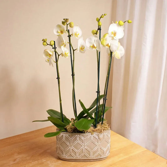 White Orchid Planter