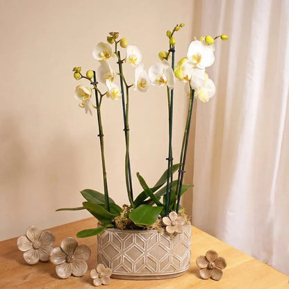 White Orchid Planter